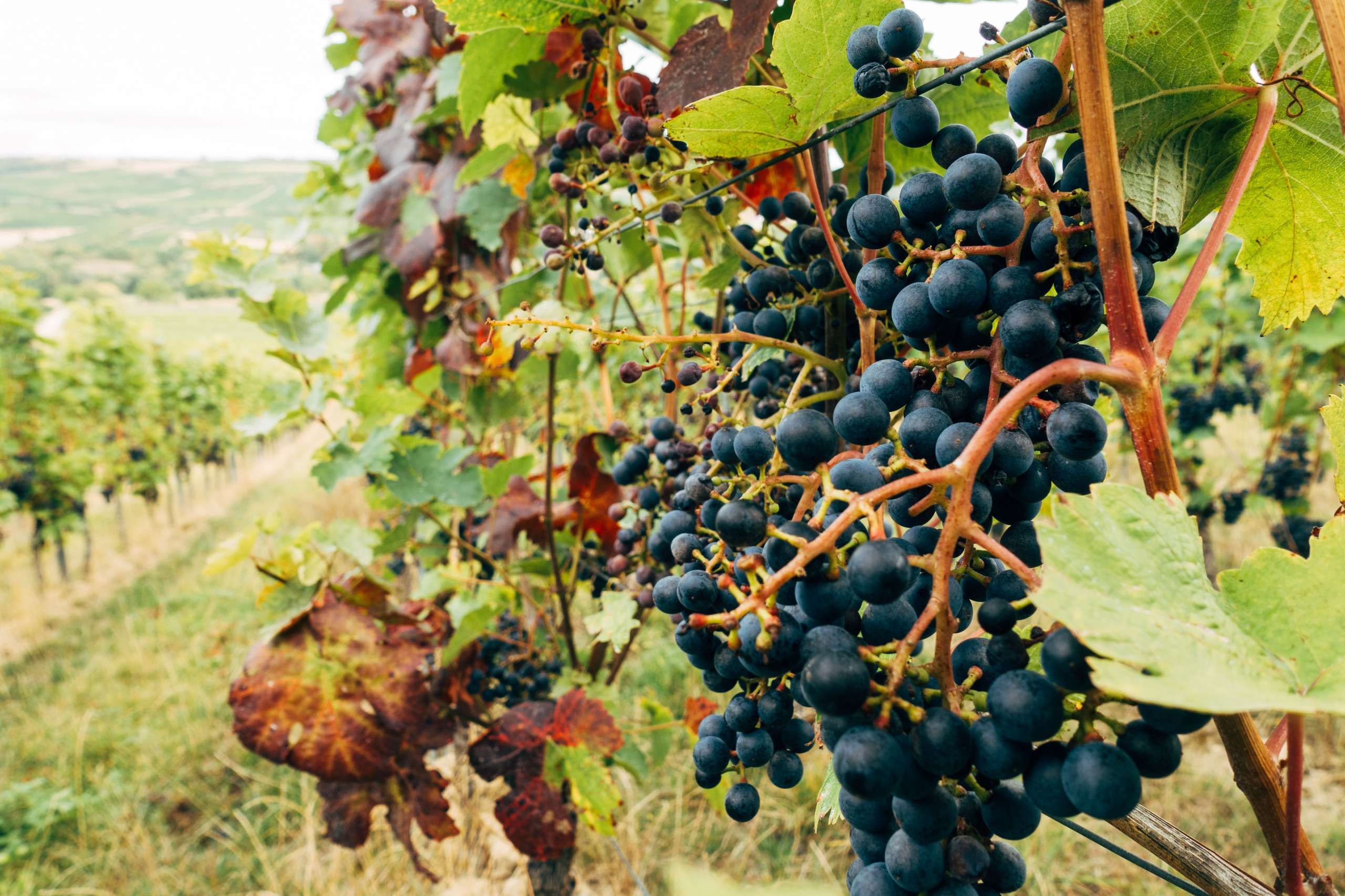 jeruzalem trgatev spa Trgatev v vinogradih Jeruzalema v Prlekiji